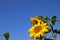 A sunflower rose from the sun on a warm day against the background of green leaves.