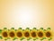 Sunflower in a row