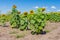 Sunflower\'s family in summer agricultural field