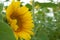 Sunflower`s side view with raindrops