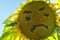 Sunflower with a sad, angry face, concept for end of summer