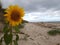 Sunflower in the Sand