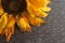 Sunflower on Script Written Background