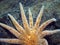 Sunflower Sea Star