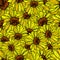 Sunflower seamless, shattered pattern. Floral background vector