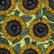 Sunflower seamless vector pattern. Sunflower background. Vintage illustration