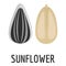 Sunflower seed icon, flat style
