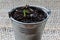 Sunflower Seedling