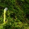 Sunflower seedling in moss