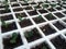 sunflower seedlings in germination tray