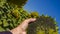 Sunflower seeds in a farmer`s hand. Ripe Sunflower Fruits Harvesting