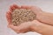 Sunflower seeds are in female hands, handful of peeled sunflower