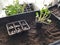 Sunflower seeds germinating, seedbed of sunflower plants in the ecological urban garden