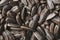 Sunflower seeds in the shell, Soft contrast. Texture, high detail. In full screen