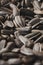 Sunflower seeds in the shell, Soft contrast. Texture, high detail. In full screen