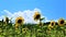 Sunflower sentinels horizontal