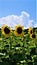 Sunflower sentinels vertical