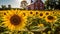 Sunflower Serenity - A Captivating View of a Quaint Farmhouse Amidst a Picturesque Sunflower Field