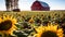 Sunflower Serenity: A Midday View of a Barn in the Distance