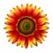 Sunflower Serenity: Radiant Red and Yellow Blooms in Artistic Splendor.