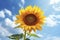 The sunflower shines with joy as it basks in the warmth of summer. Ai generated