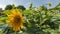 Sunflower show