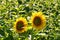 Sunflower shown individually on a sunflower field. Round yellow flower. Sunflower
