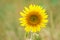 Sunflower shown individually on a sunflower field. Round yellow flower. Sunflower