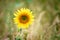 Sunflower shown individually on a sunflower field. Round yellow flower. Sunflower