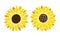 Sunflower simple icon. Flower silhouette vector illustration. Sunflower graphic logo, hand drawn icon for packaging