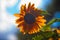Sunflower single, backlit