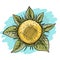 Sunflower, sketch for your design