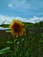 Sunflower on sky background. Floral desktop background. Yellow background. Sunflower background. Design. Electric pole