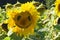 Sunflower-smiley