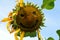 Sunflower with a smily face