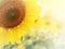Sunflower in soft filter
