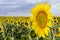 Sunflower, Species, Helianthus annuus, crop landscape, Andalusia