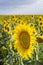 Sunflower, Species, Helianthus annuus, crop landscape, Andalusia