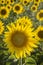 Sunflower, Species, Helianthus annuus, crop landscape, Andalusia