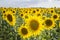 Sunflower, Species, Helianthus annuus, crop landscape, Andalusia