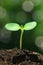 Sunflower sprout on bokeh background.(vertical)