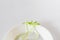 Sunflower sprout on porcelain dish with white background