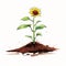 Sunflower Sprouting: Beautiful Comic-style Illustration With White Background