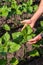 Sunflower sprouts on a field in the hands of a farmer. Selective focus.