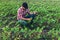 Sunflower sprouts on a field in the hands of a farmer. Selective focus.