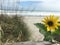 Sunflower Stands Out on Beach Boardwalk