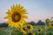 Sunflower stands out in field in early morning