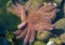 Sunflower Starfish