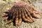 Sunflower starfish on the shore