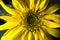 Sunflower stilllife plant yellow flower